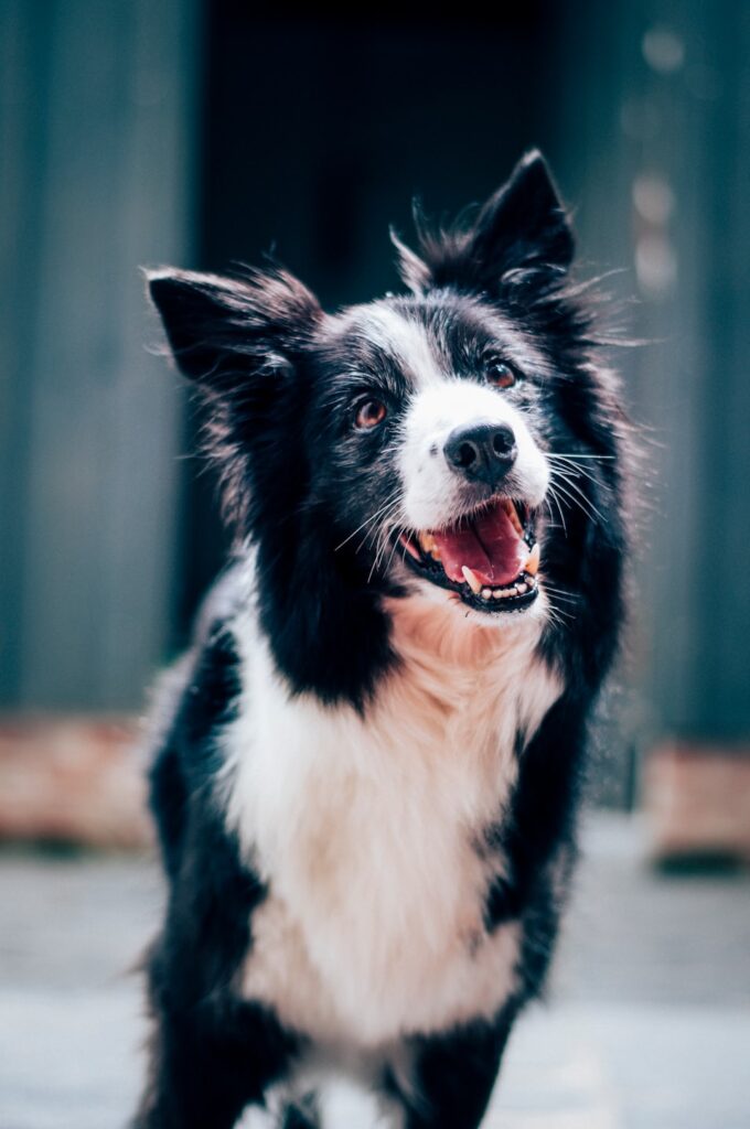 dog alert and happy