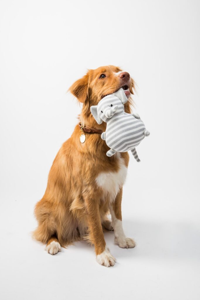 a dog with a stuffed elephant in its mouth