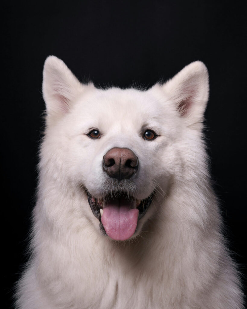happy and relaxed dog