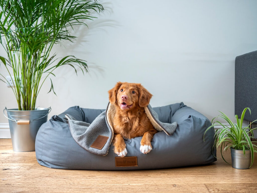 dog in dog bed