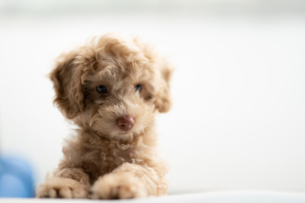 doodle puppy